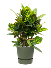 Croton (Codiaeum) variegatum 'Petra' in Greenville Office Plant With Pot 73cm Height 24cm Dia