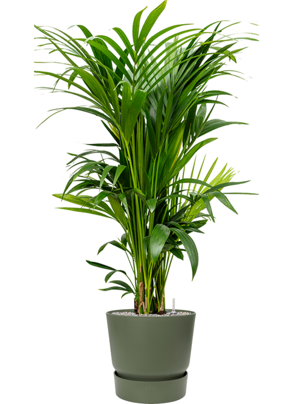 Kentia (Howea) forsteriana in Greenville Office Plant With Pot 154cm Height 39cm Dia