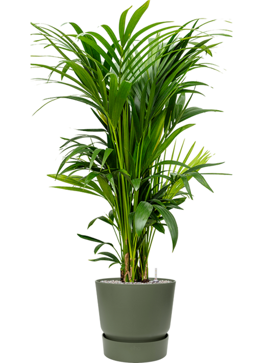 Kentia (Howea) forsteriana in Greenville Office Plant With Pot 154cm Height 39cm Dia