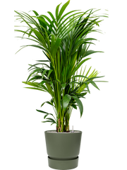 Kentia (Howea) forsteriana in Greenville Office Plant With Pot 154cm Height 39cm Dia