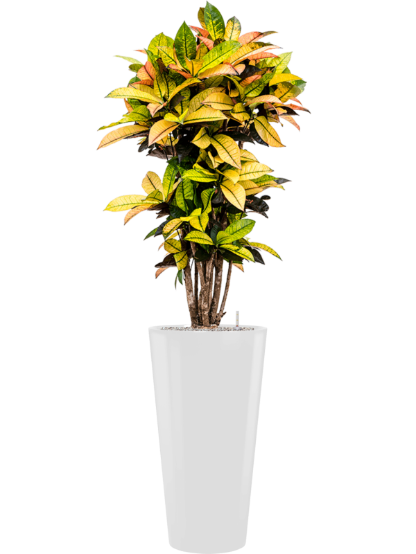 Croton (Codiaeum) variegatum 'Mrs. Iceton' in Runner Office Plant With Pot 168cm Height 33cm Dia