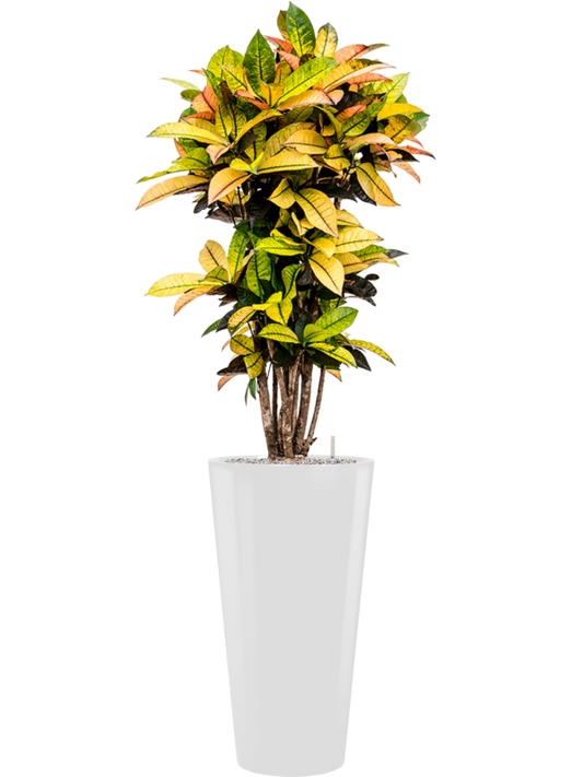 Croton (Codiaeum) variegatum 'Mrs. Iceton' in Runner Office Plant With Pot 168cm Height 33cm Dia