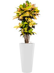 Croton (Codiaeum) variegatum 'Mrs. Iceton' in Runner Office Plant With Pot 168cm Height 33cm Dia