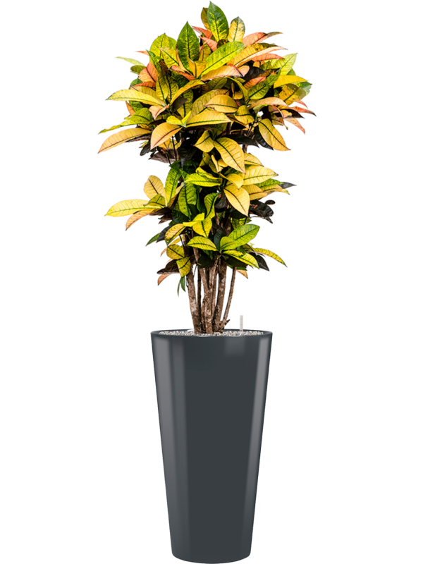 Croton (Codiaeum) variegatum 'Mrs. Iceton' in Runner Office Plant With Pot 168cm Height 33cm Dia