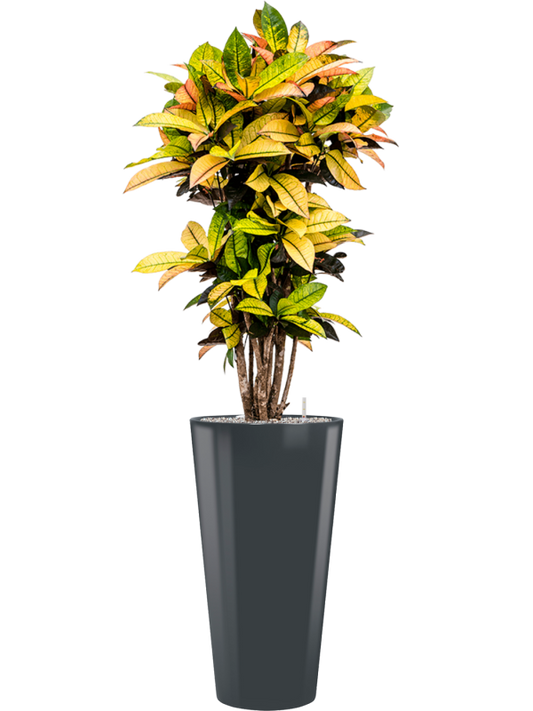 Croton (Codiaeum) variegatum 'Mrs. Iceton' in Runner Office Plant With Pot 168cm Height 33cm Dia