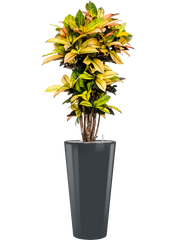 Croton (Codiaeum) variegatum 'Mrs. Iceton' in Runner Office Plant With Pot 168cm Height 33cm Dia