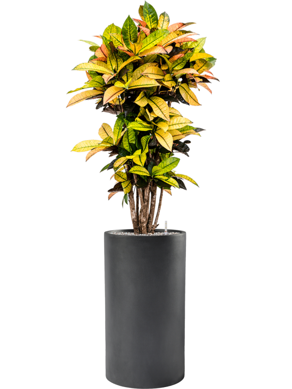 Croton (Codiaeum) variegatum 'Mrs. Iceton' in Baq Basic Office Plant With Pot 166cm Height 33cm Dia