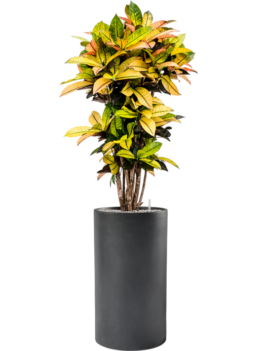 Croton (Codiaeum) variegatum 'Mrs. Iceton' in Baq Basic Office Plant With Pot 166cm Height 33cm Dia