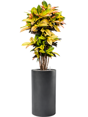 Croton (Codiaeum) variegatum 'Mrs. Iceton' in Baq Basic Office Plant With Pot 166cm Height 33cm Dia