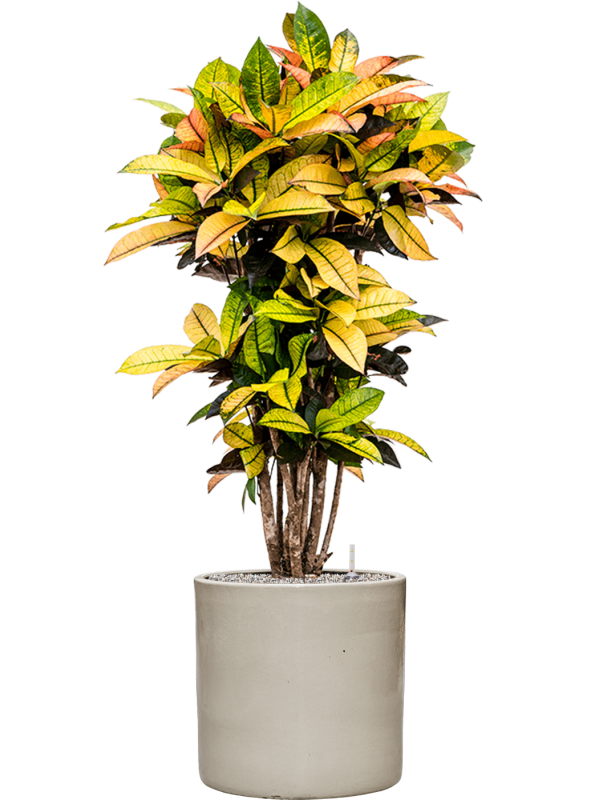 Croton (Codiaeum) variegatum 'Mrs. Iceton' in Cylinder Office Plant With Pot 138cm Height 35cm Dia