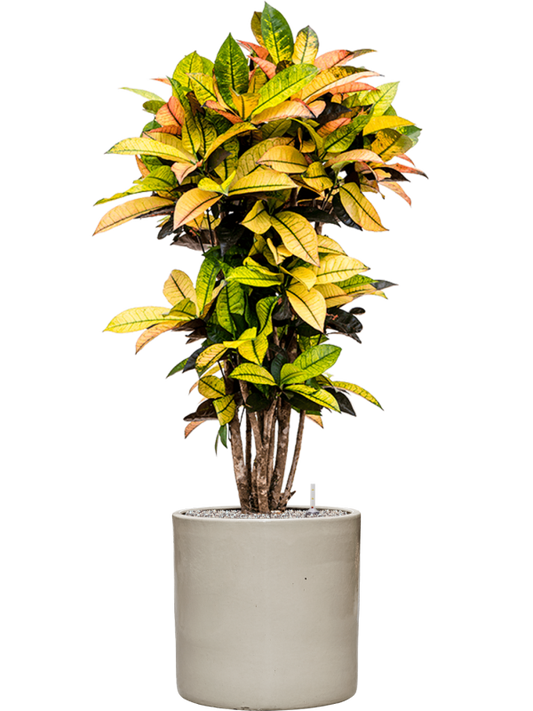 Croton (Codiaeum) variegatum 'Mrs. Iceton' in Cylinder Office Plant With Pot 138cm Height 35cm Dia