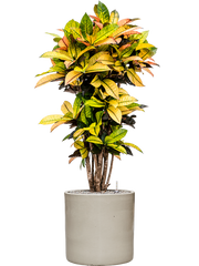 Croton (Codiaeum) variegatum 'Mrs. Iceton' in Cylinder Office Plant With Pot 138cm Height 35cm Dia