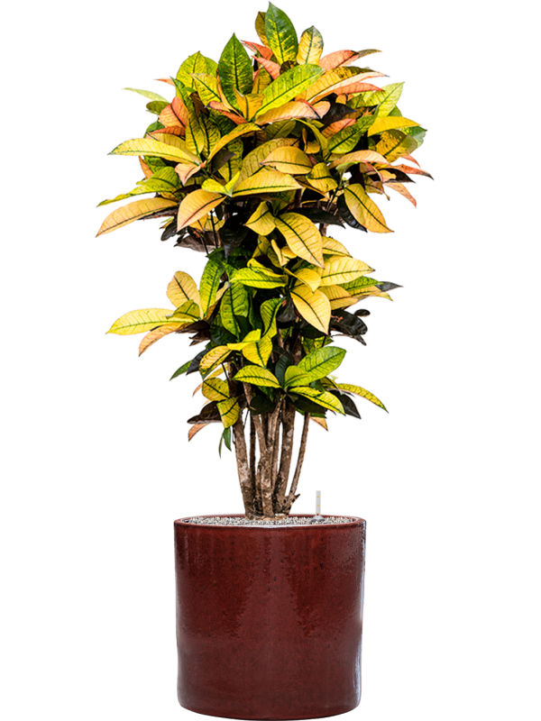 Croton (Codiaeum) variegatum 'Mrs. Iceton' in Cylinder Office Plant With Pot 139cm Height 35cm Dia