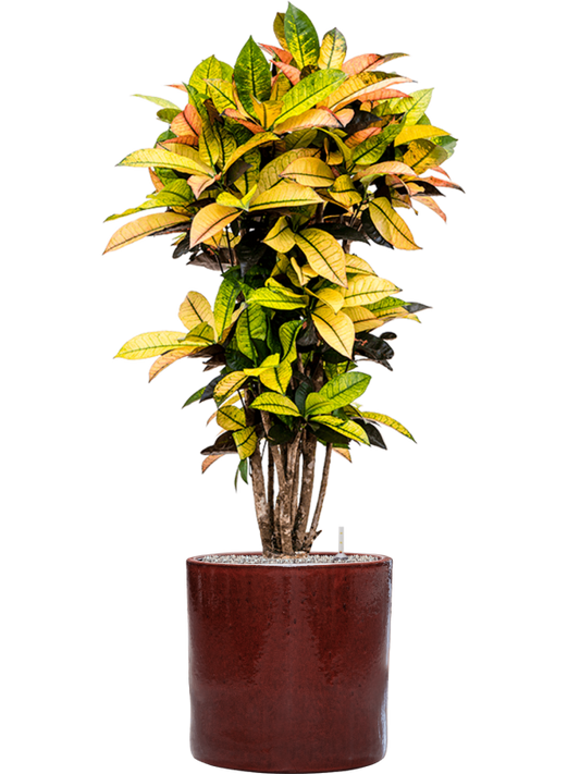 Croton (Codiaeum) variegatum 'Mrs. Iceton' in Cylinder Office Plant With Pot 139cm Height 35cm Dia