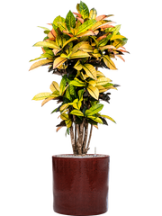 Croton (Codiaeum) variegatum 'Mrs. Iceton' in Cylinder Office Plant With Pot 139cm Height 35cm Dia