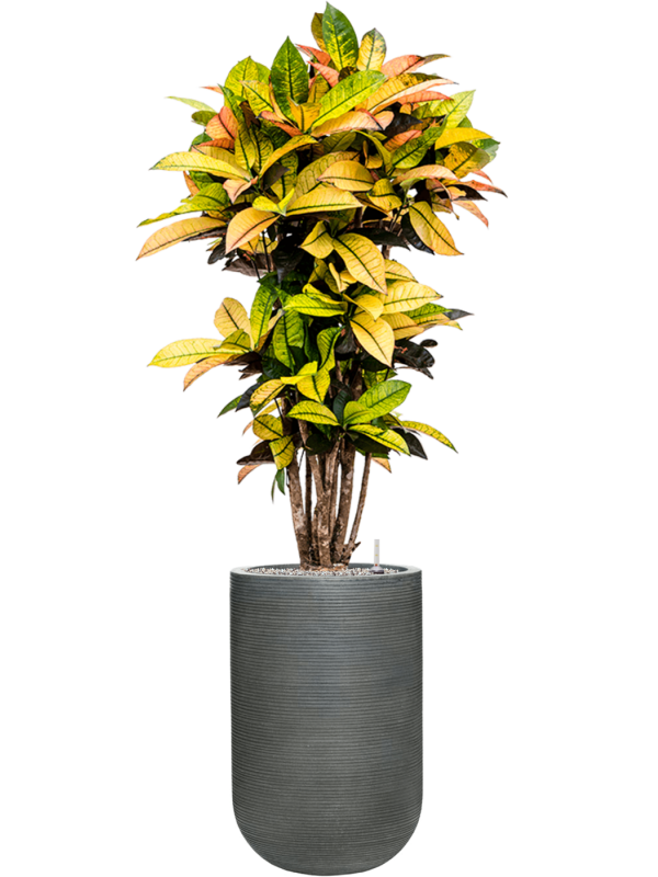 Croton variegatum 'Mrs. Iceton' in Ridged Horizontally Office Plant With Pot 153cm Height 33cm Dia