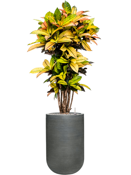 Croton variegatum 'Mrs. Iceton' in Ridged Horizontally Office Plant With Pot 153cm Height 33cm Dia