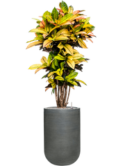 Croton variegatum 'Mrs. Iceton' in Ridged Horizontally Office Plant With Pot 153cm Height 33cm Dia