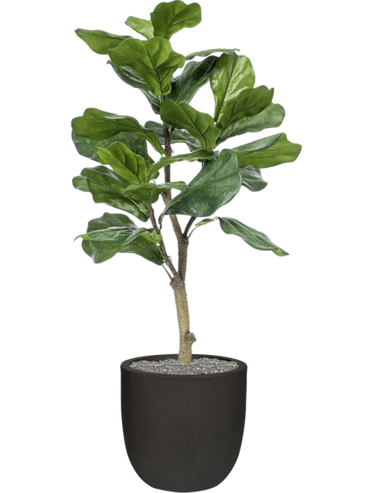 Ficus lyrata in Capi Urban Smooth NL Office Plant With Pot 120cm Height 29.8cm Dia