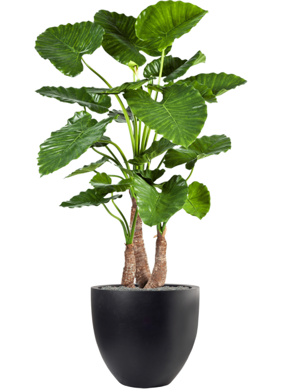 Alocasia calidora in Fiberstone Office Plant With Pot 161cm Height 46cm Dia