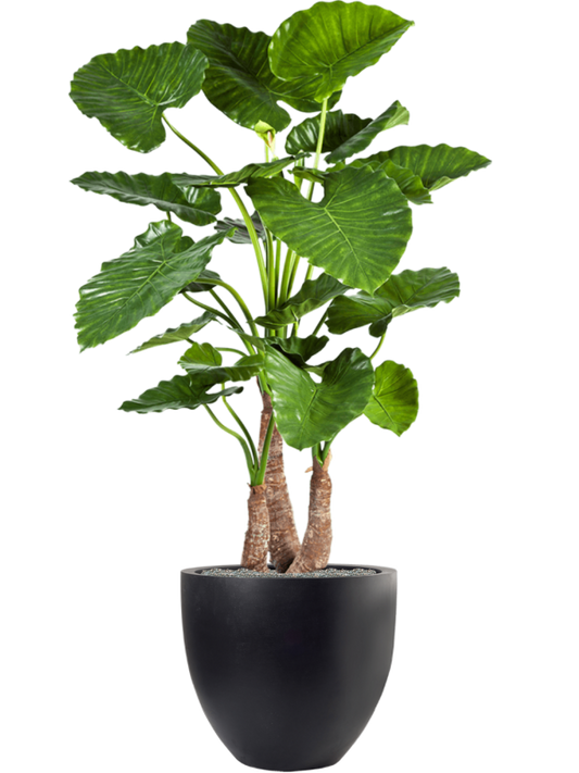 Alocasia calidora in Fiberstone Office Plant With Pot 161cm Height 46cm Dia