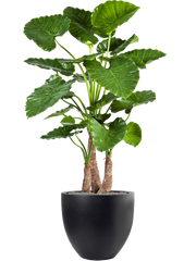 Alocasia calidora in Fiberstone Office Plant With Pot 161cm Height 46cm Dia