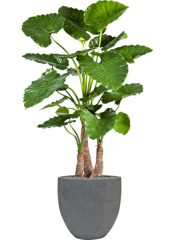 Alocasia calidora in Fiberstone Office Plant With Pot 161cm Height 45cm Dia