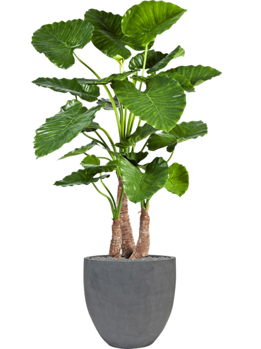 Alocasia calidora in Fiberstone Office Plant With Pot 161cm Height 45cm Dia