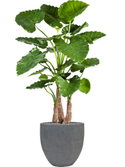 Alocasia calidora in Fiberstone Office Plant With Pot 161cm Height 45cm Dia