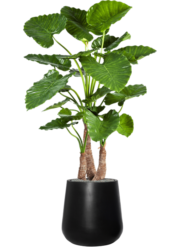 Alocasia calidora in Fiberstone Office Plant With Pot 164cm Height 32cm Dia