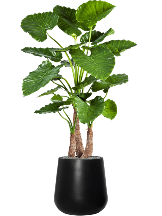 Alocasia calidora in Fiberstone Office Plant With Pot 164cm Height 32cm Dia