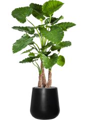 Alocasia calidora in Fiberstone Office Plant With Pot 164cm Height 32cm Dia