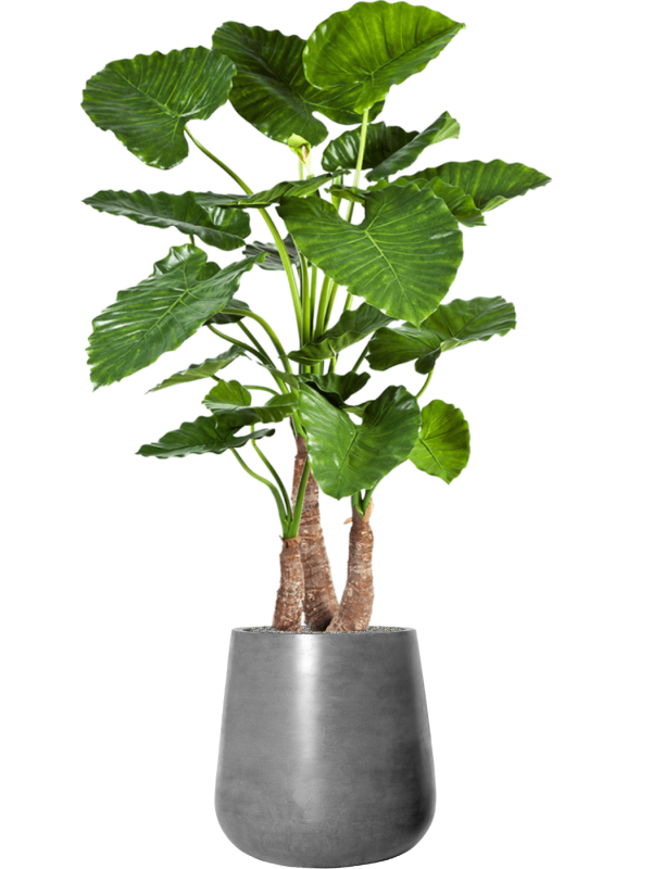 Alocasia calidora in Fiberstone Office Plant With Pot 164cm Height 32cm Dia