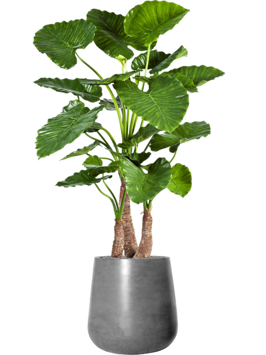 Alocasia calidora in Fiberstone Office Plant With Pot 164cm Height 32cm Dia