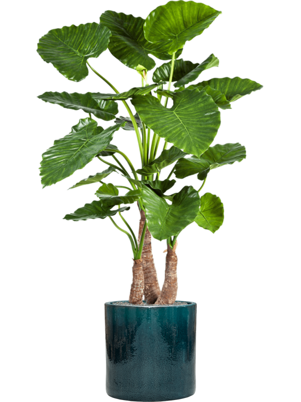 Alocasia calidora in Cylinder Office Plant With Pot 158cm Height 35cm Dia