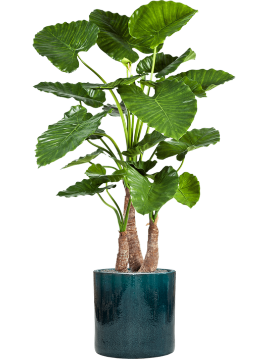 Alocasia calidora in Cylinder Office Plant With Pot 158cm Height 35cm Dia