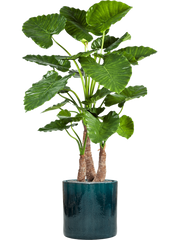 Alocasia calidora in Cylinder Office Plant With Pot 158cm Height 35cm Dia