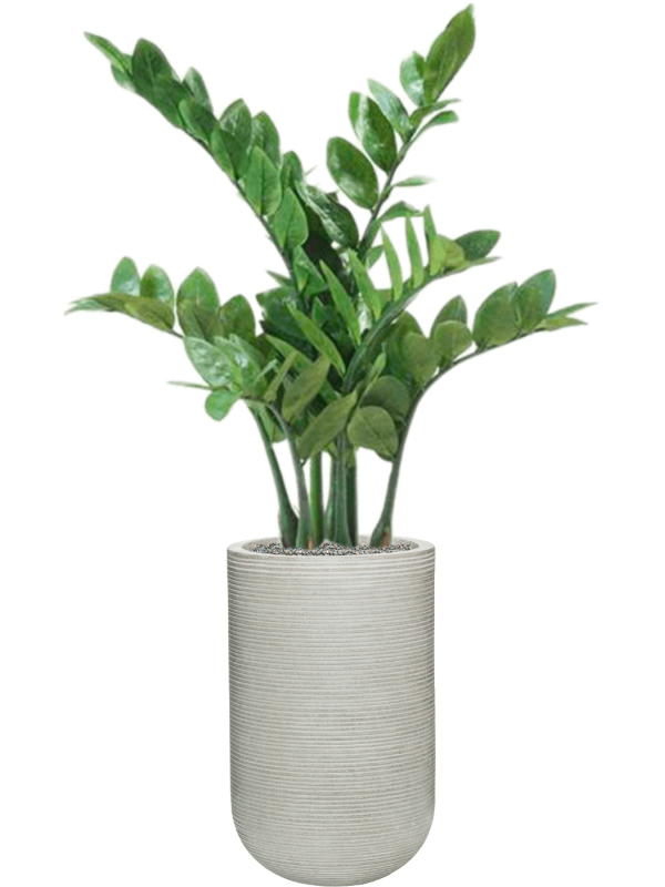 Zamioculcas in Ridged Horizontally Office Plant With Pot 112cm Height 26cm Dia