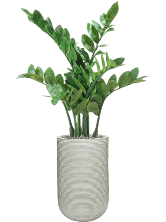 Zamioculcas in Ridged Horizontally Office Plant With Pot 112cm Height 26cm Dia