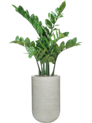 Zamioculcas in Ridged Horizontally Office Plant With Pot 112cm Height 26cm Dia