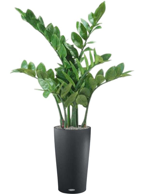 Zamioculcas in Lechuza Cilindro 23 Office Plant With Pot 105cm Height 20cm Dia