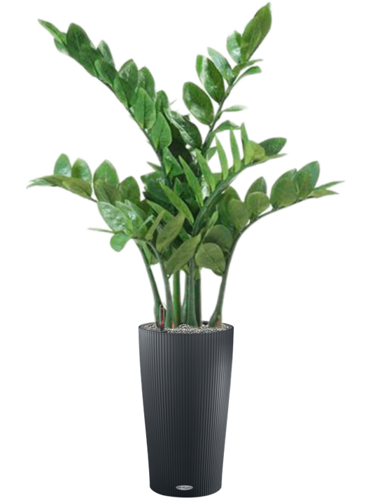 Zamioculcas in Lechuza Cilindro 23 Office Plant With Pot 105cm Height 20cm Dia