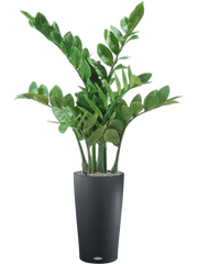 Zamioculcas in Lechuza Cilindro 23 Office Plant With Pot 105cm Height 20cm Dia