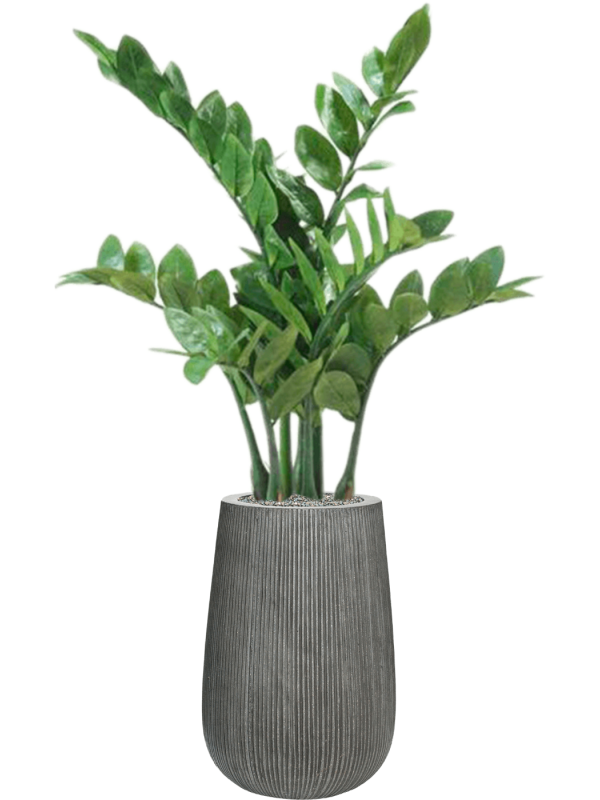 Zamioculcas in Ridged Vertically Office Plant With Pot 111cm Height 26cm Dia