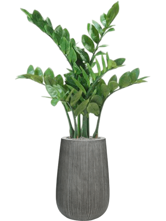 Zamioculcas in Ridged Vertically Office Plant With Pot 111cm Height 26cm Dia