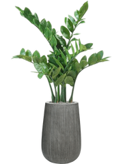 Zamioculcas in Ridged Vertically Office Plant With Pot 111cm Height 26cm Dia