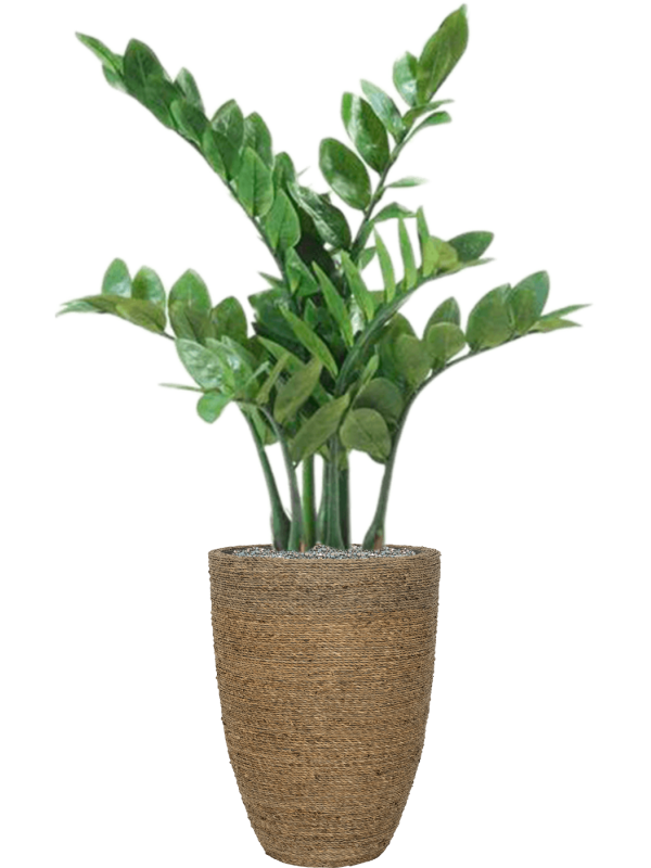 Zamioculcas in Bohemian Office Plant With Pot 109cm Height 27cm Dia