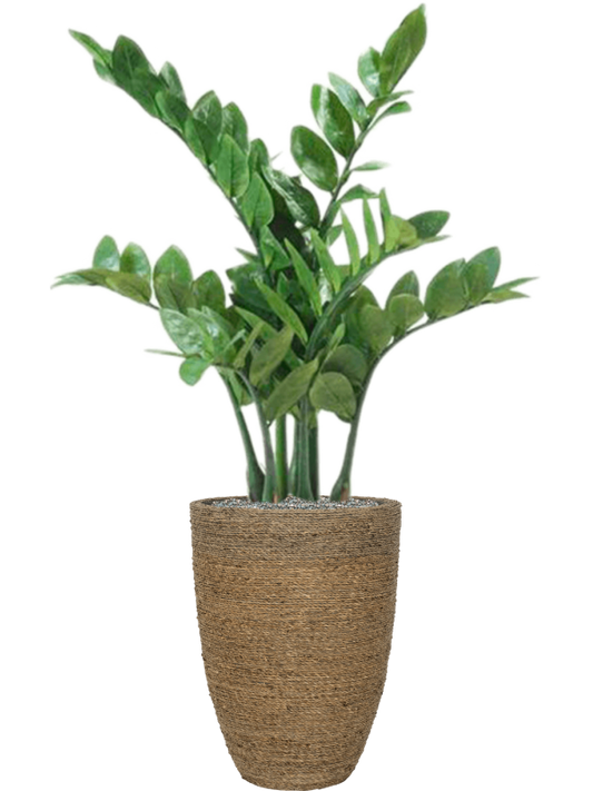 Zamioculcas in Bohemian Office Plant With Pot 109cm Height 27cm Dia