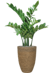 Zamioculcas in Bohemian Office Plant With Pot 109cm Height 27cm Dia