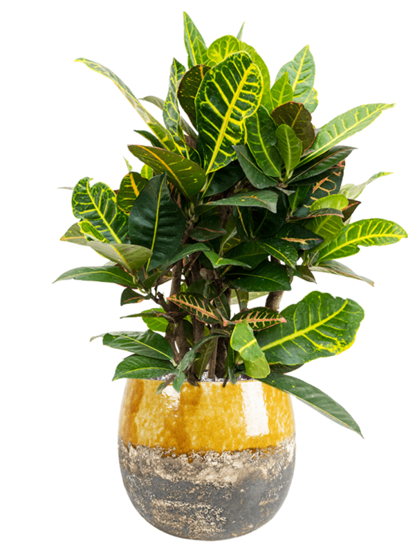 Croton (Codiaeum) variegatum 'Petra' in Lindy Office Plant With Pot 74cm Height 23cm Dia